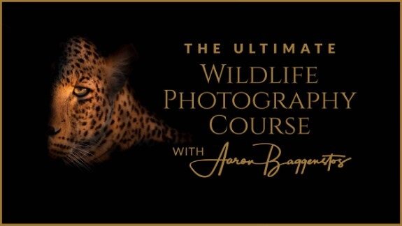 The Ultimate Wildlife Photography Course (2024) [ENG]