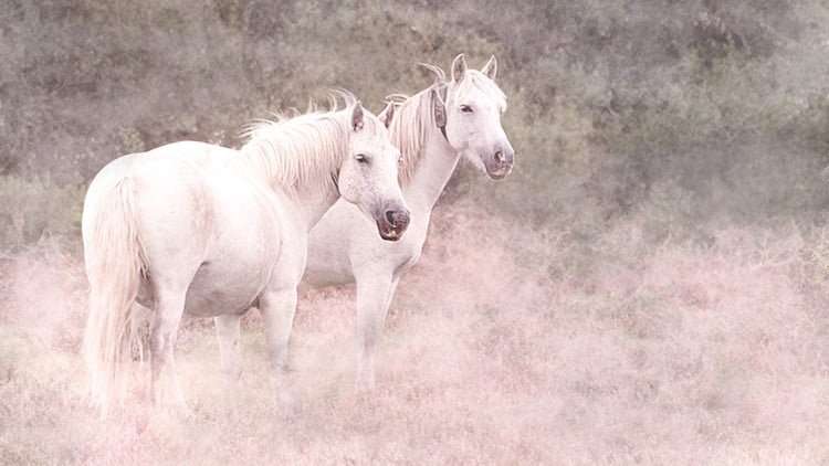 Фотографические навыки в Photoshop: от изображения к творчеству.